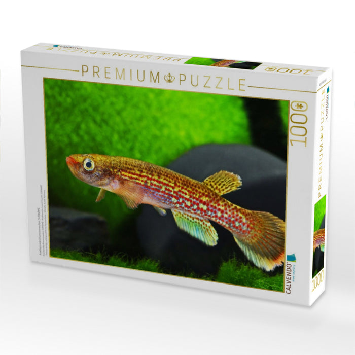 Anablepsoides fransvermeuleni, SURINAME - CALVENDO Foto-Puzzle'