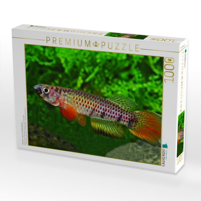 Epiplatys chaperi, ELFENBEINKÜSTE - CALVENDO Foto-Puzzle'
