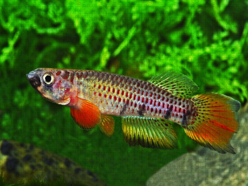 Epiplatys chaperi, ELFENBEINKÜSTE - CALVENDO Foto-Puzzle'