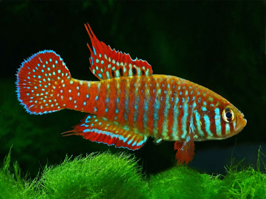 Simpsonichthys zonatus, BRASILIEN - CALVENDO Foto-Puzzle'
