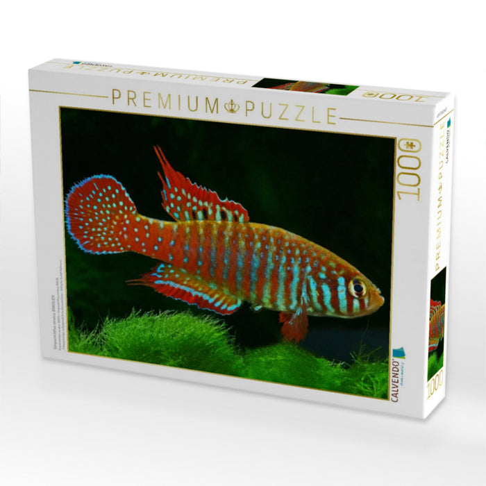 Simpsonichthys zonatus, BRASILIEN - CALVENDO Foto-Puzzle'