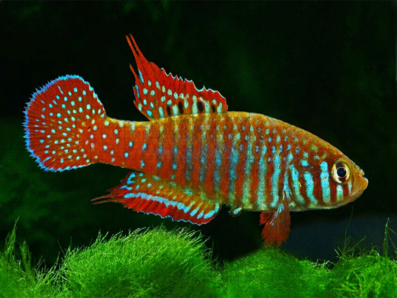 Simpsonichthys zonatus, BRASILIEN - CALVENDO Foto-Puzzle'