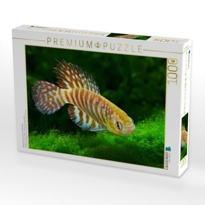 Hypsolebias tocantinensis, BRASILIEN - CALVENDO Foto-Puzzle'