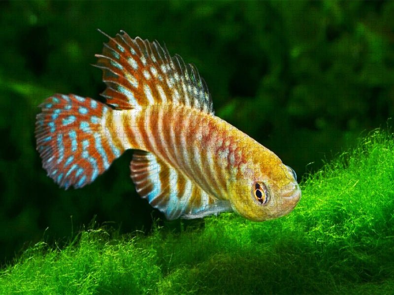 Hypsolebias tocantinensis, BRASILIEN - CALVENDO Foto-Puzzle'
