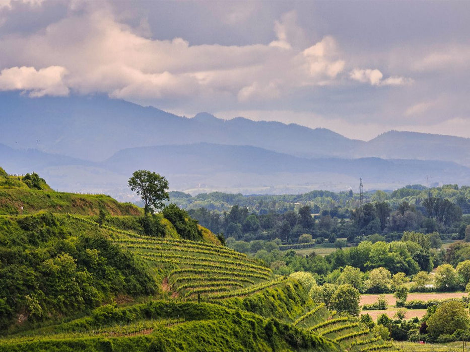 Weinberge bei Achkarren - CALVENDO Foto-Puzzle'