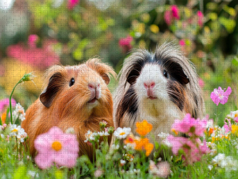 Süße Meerschweinchen im Blumenmeer - CALVENDO Foto-Puzzle'