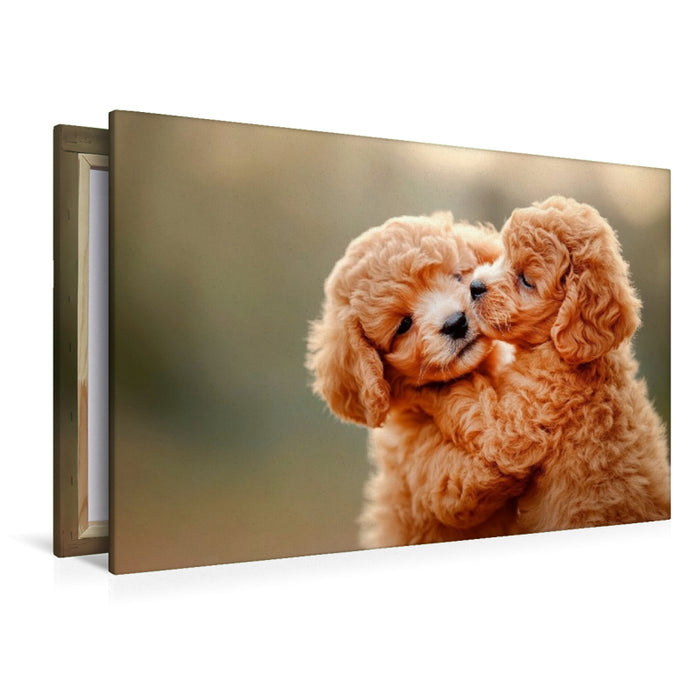 Premium Textil-Leinwand Unzertrennliche Maltipoo-Welpen