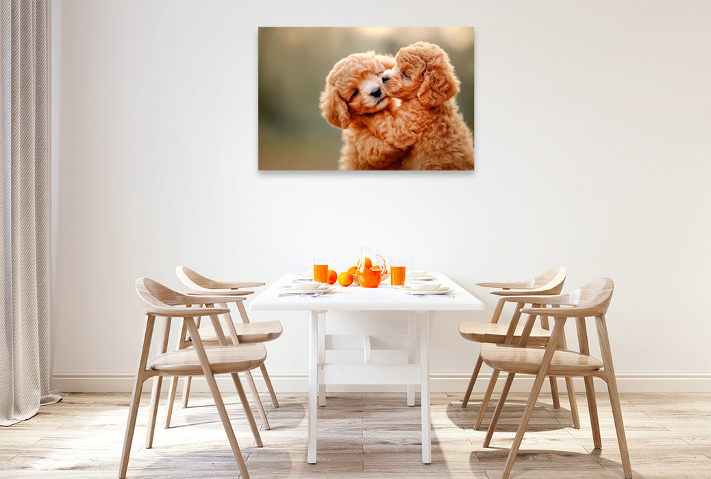 Premium Textil-Leinwand Unzertrennliche Maltipoo-Welpen