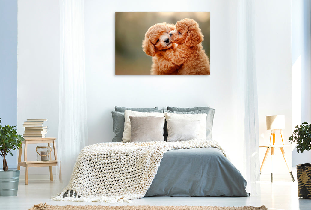 Premium Textil-Leinwand Unzertrennliche Maltipoo-Welpen