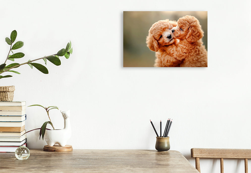 Premium Textil-Leinwand Unzertrennliche Maltipoo-Welpen
