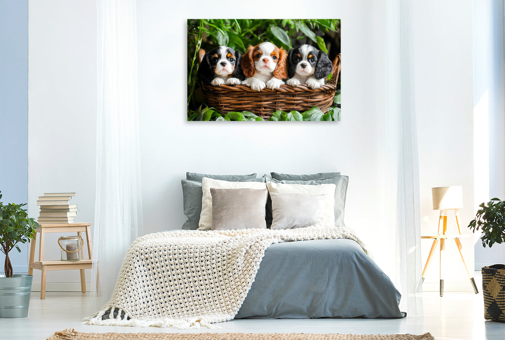 Premium Textil-Leinwand Süße Cavalier King Charles Spaniel Welpen