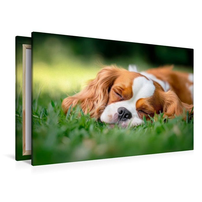 Premium Textil-Leinwand Cavalier King Charles Spaniel - Süße Träume im Grünen
