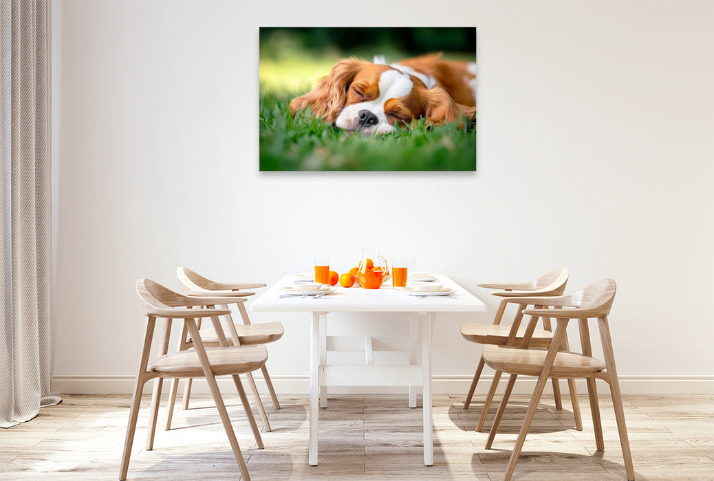 Premium Textil-Leinwand Cavalier King Charles Spaniel - Süße Träume im Grünen