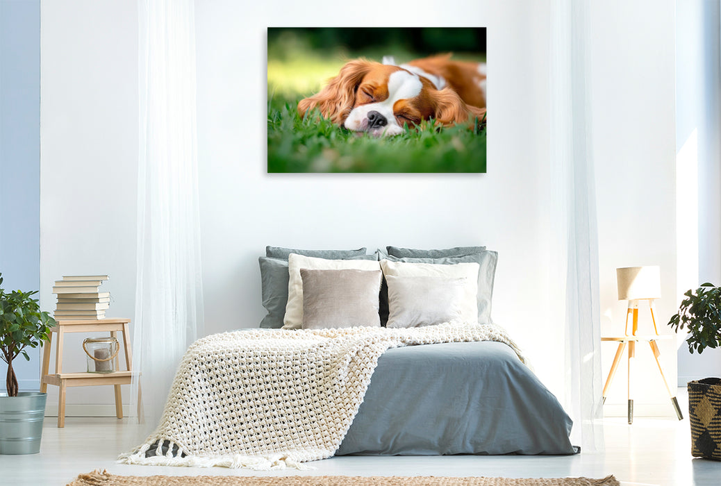 Premium Textil-Leinwand Cavalier King Charles Spaniel - Süße Träume im Grünen