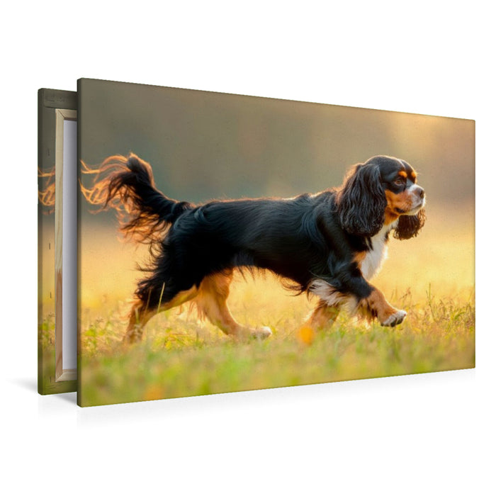 Premium Textil-Leinwand Cavalier King Charles Spaniel – Anmut in Bewegung