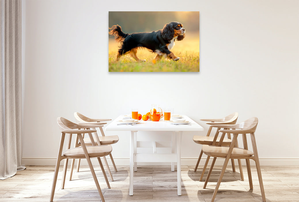 Premium Textil-Leinwand Cavalier King Charles Spaniel – Anmut in Bewegung