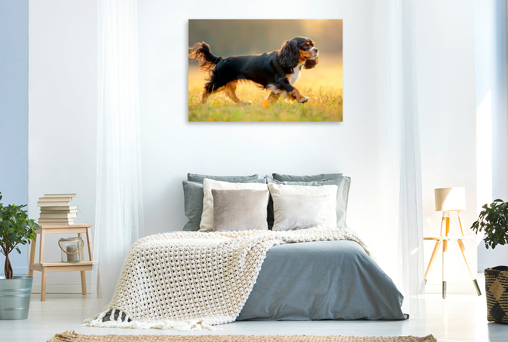 Premium Textil-Leinwand Cavalier King Charles Spaniel – Anmut in Bewegung