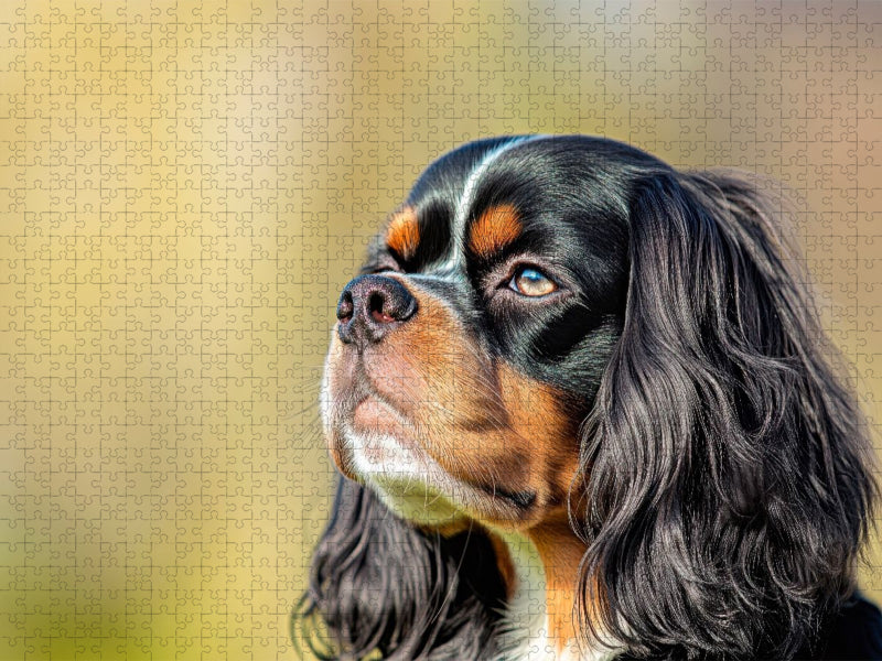 Cavalier King Charles Spaniel – Eine treue Seele - CALVENDO Foto-Puzzle'