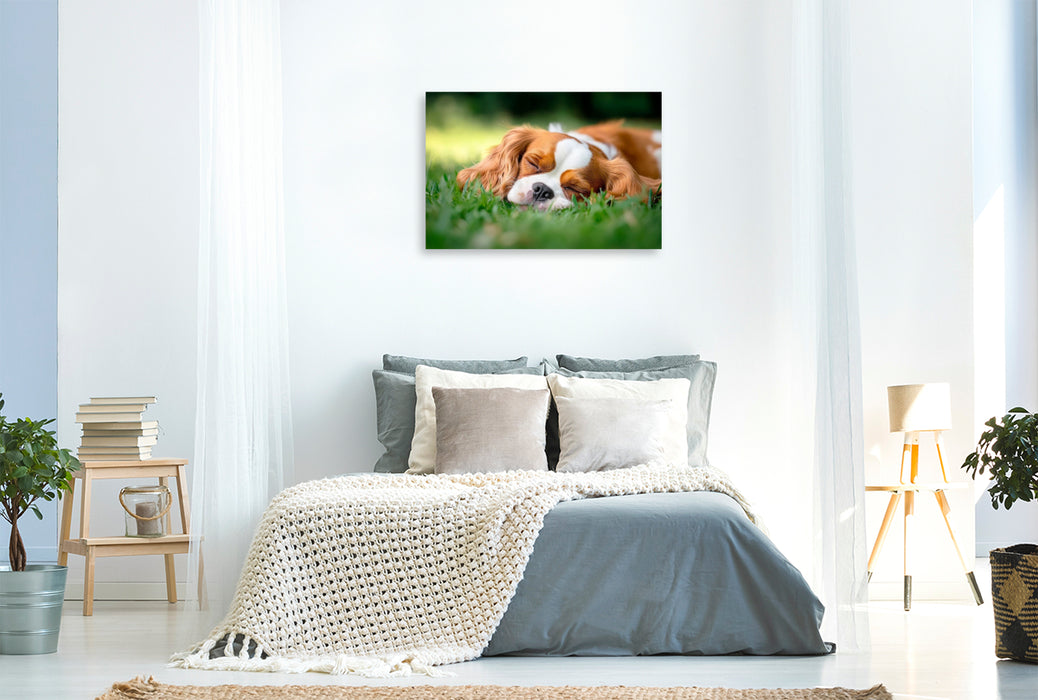Premium Textil-Leinwand Cavalier King Charles Spaniel - Süße Träume im Grünen