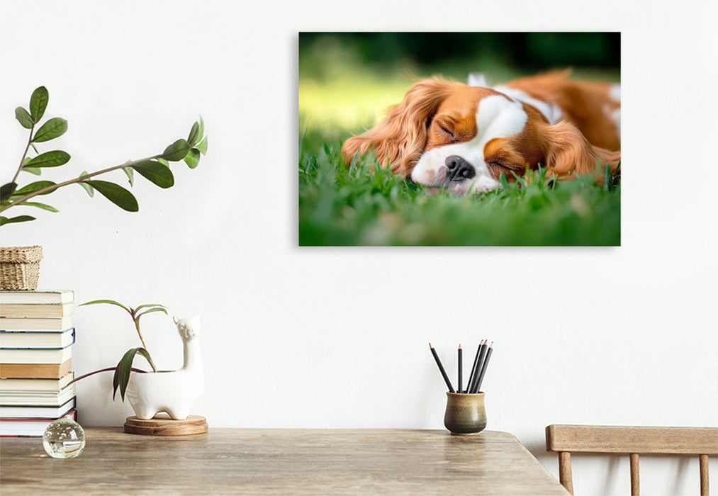 Premium Textil-Leinwand Cavalier King Charles Spaniel - Süße Träume im Grünen
