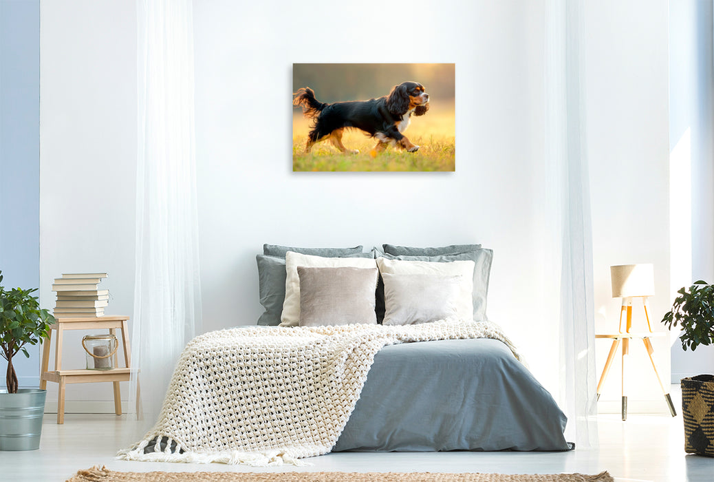 Premium Textil-Leinwand Cavalier King Charles Spaniel – Anmut in Bewegung