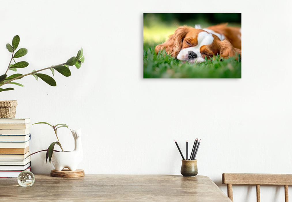 Premium Textil-Leinwand Cavalier King Charles Spaniel - Süße Träume im Grünen