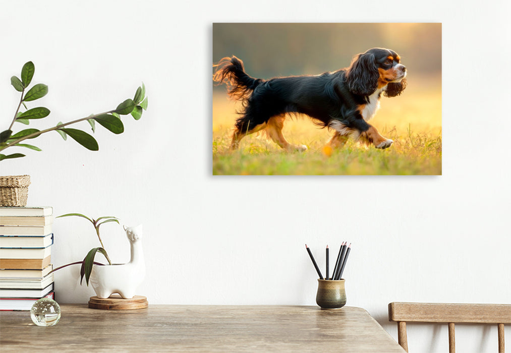 Premium Textil-Leinwand Cavalier King Charles Spaniel – Anmut in Bewegung