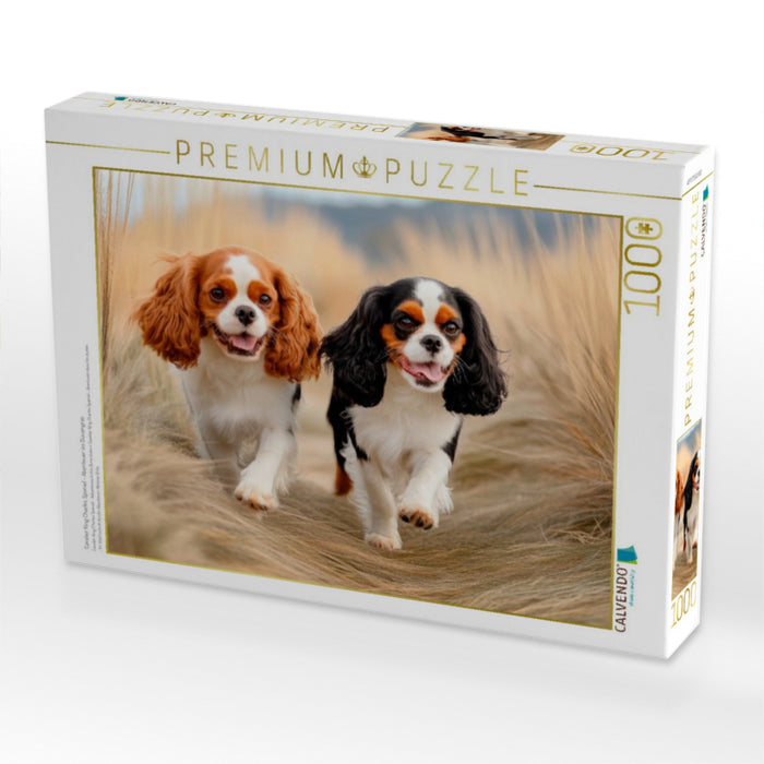 Cavalier King Charles Spaniel - Abenteuer im Dünengras - CALVENDO Foto-Puzzle'