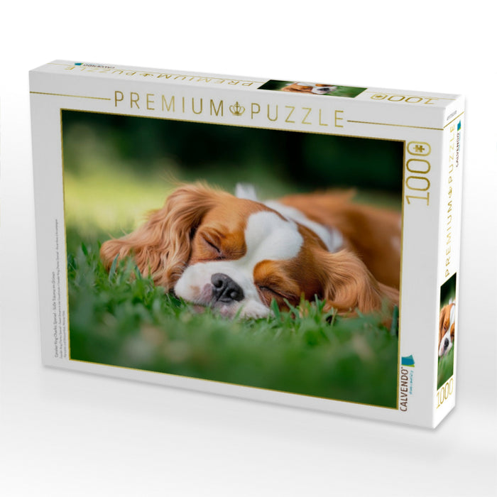 Cavalier King Charles Spaniel - Süße Träume im Grünen - CALVENDO Foto-Puzzle'