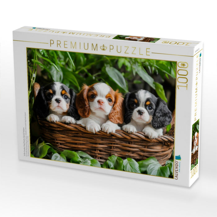Süße Cavalier King Charles Spaniel Welpen - CALVENDO Foto-Puzzle'