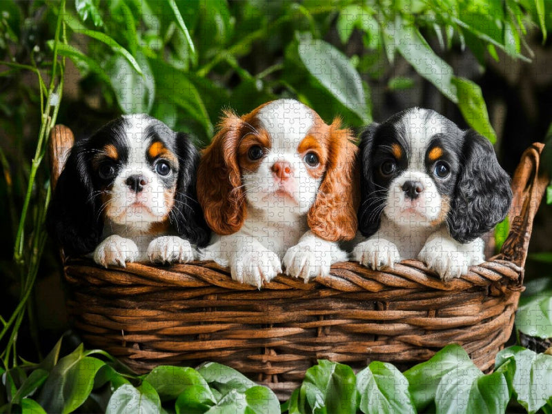 Süße Cavalier King Charles Spaniel Welpen - CALVENDO Foto-Puzzle'