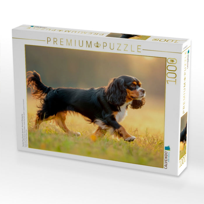 Cavalier King Charles Spaniel – Anmut in Bewegung - CALVENDO Foto-Puzzle'