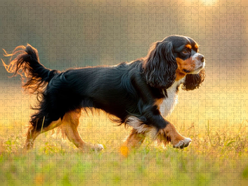 Cavalier King Charles Spaniel – Anmut in Bewegung - CALVENDO Foto-Puzzle'