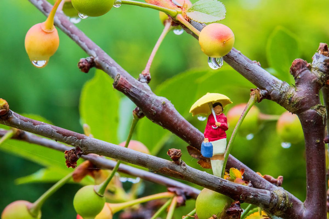 Premium Textil-Leinwand Regen im Kirschbaum