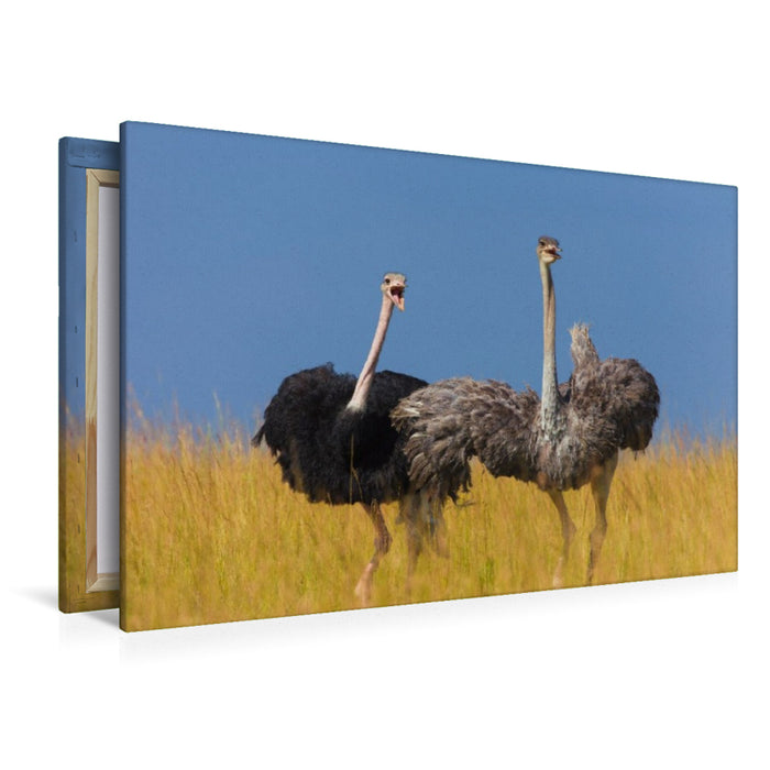 Premium Textil-Leinwand Afrikanische Straußenvögel
