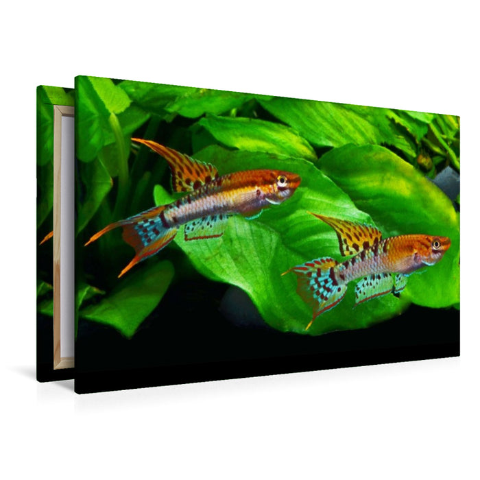 Premium Textil-Leinwand Chromaphyosemion bivittatum, NIGERIA