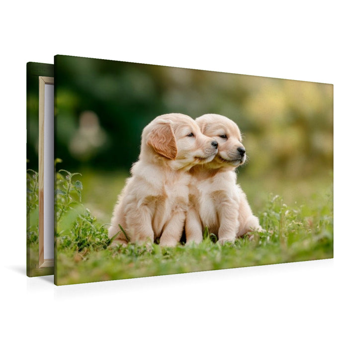 Premium Textil-Leinwand Süße Golden Retriever Welpen