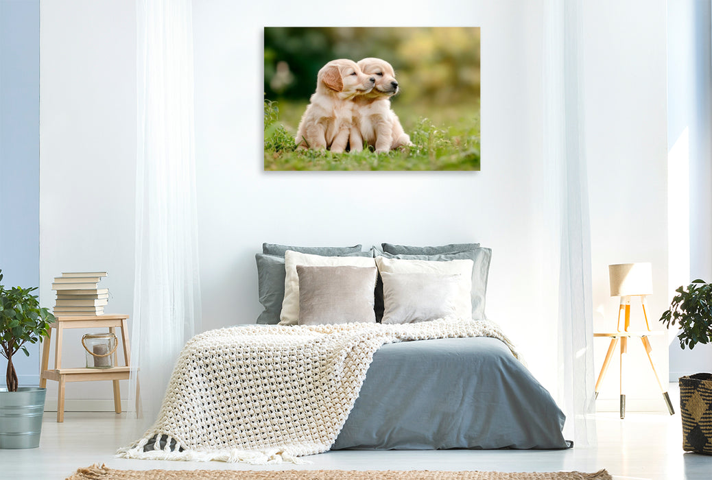 Premium Textil-Leinwand Süße Golden Retriever Welpen