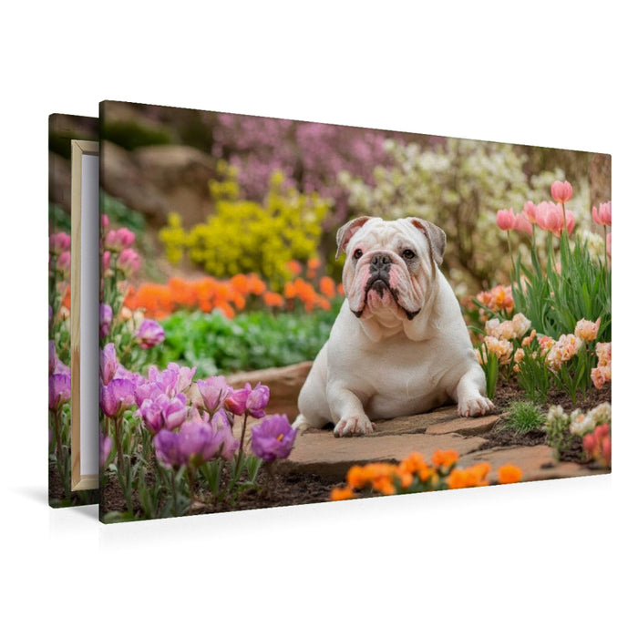 Premium Textil-Leinwand Englische Bulldogge im Frühlingsgarten