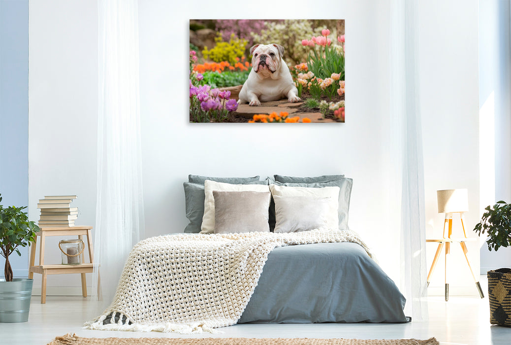 Premium Textil-Leinwand Englische Bulldogge im Frühlingsgarten