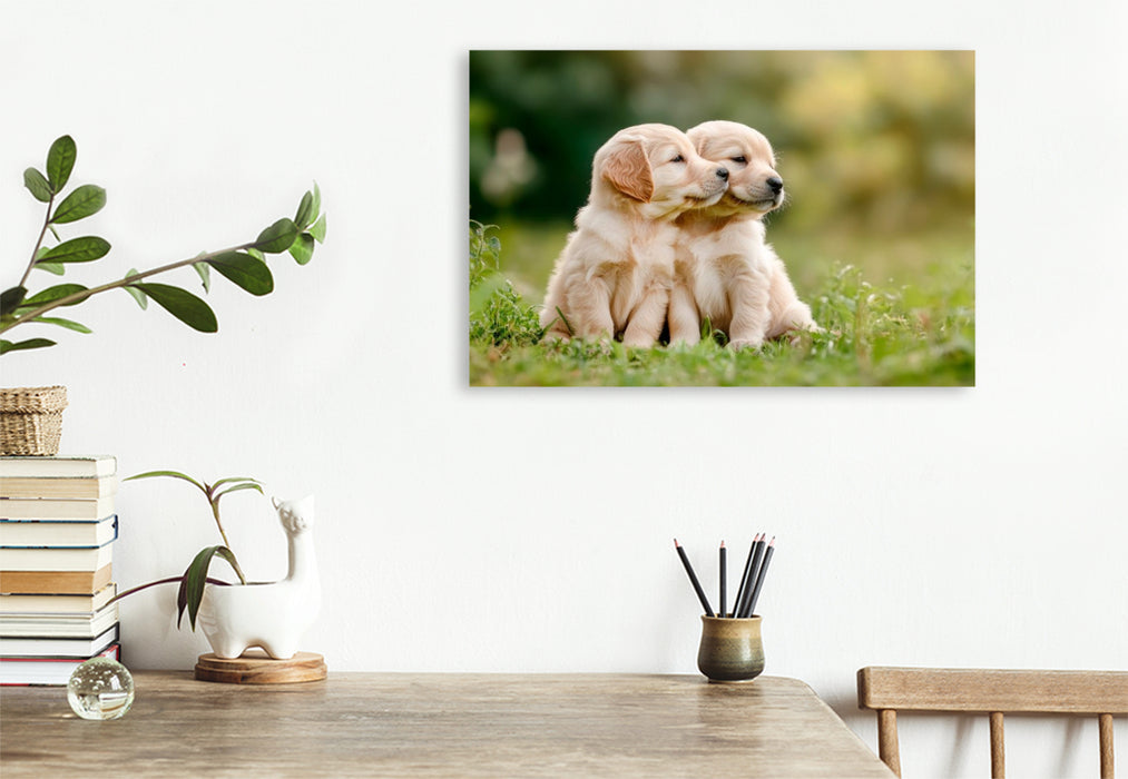 Premium Textil-Leinwand Süße Golden Retriever Welpen