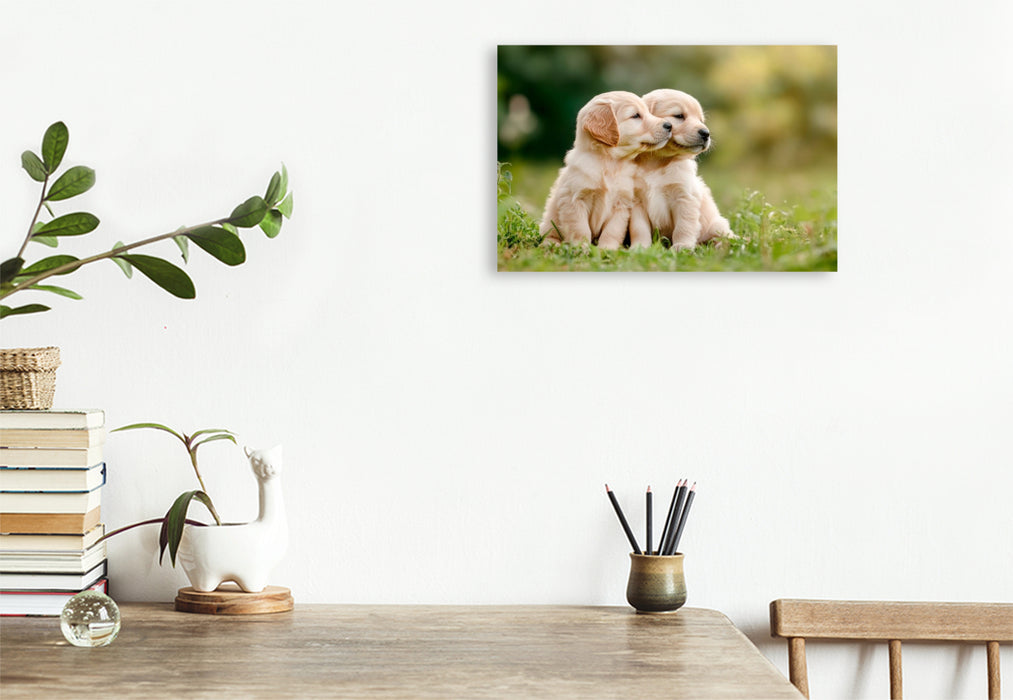 Premium Textil-Leinwand Süße Golden Retriever Welpen