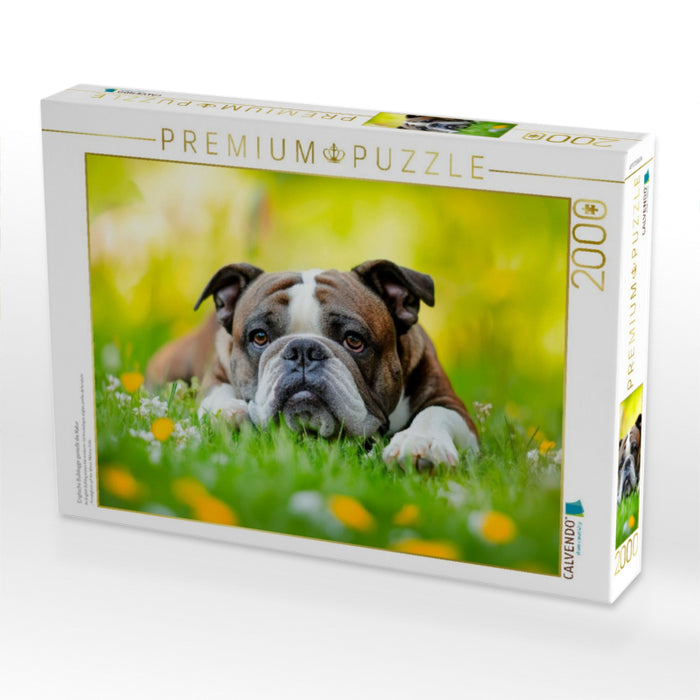 Englische Bulldogge genießt die Natur - CALVENDO Foto-Puzzle'