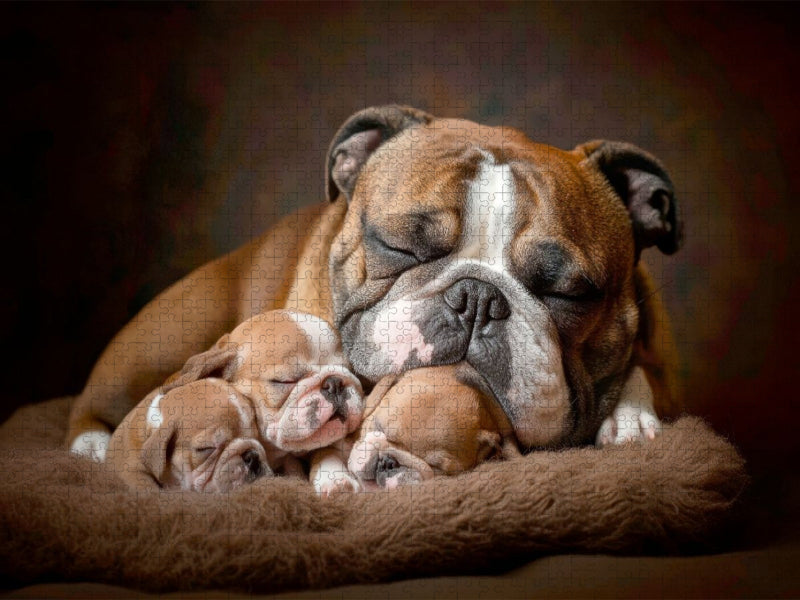 Süße Englische Bulldoggen Familie - CALVENDO Foto-Puzzle'