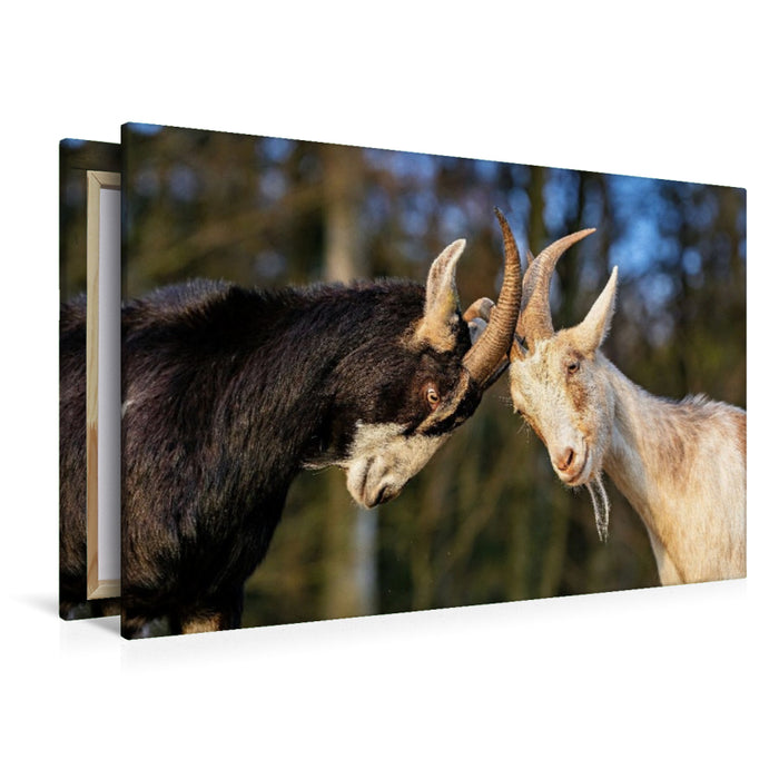 Premium Textil-Leinwand Zwei, die sich mögen