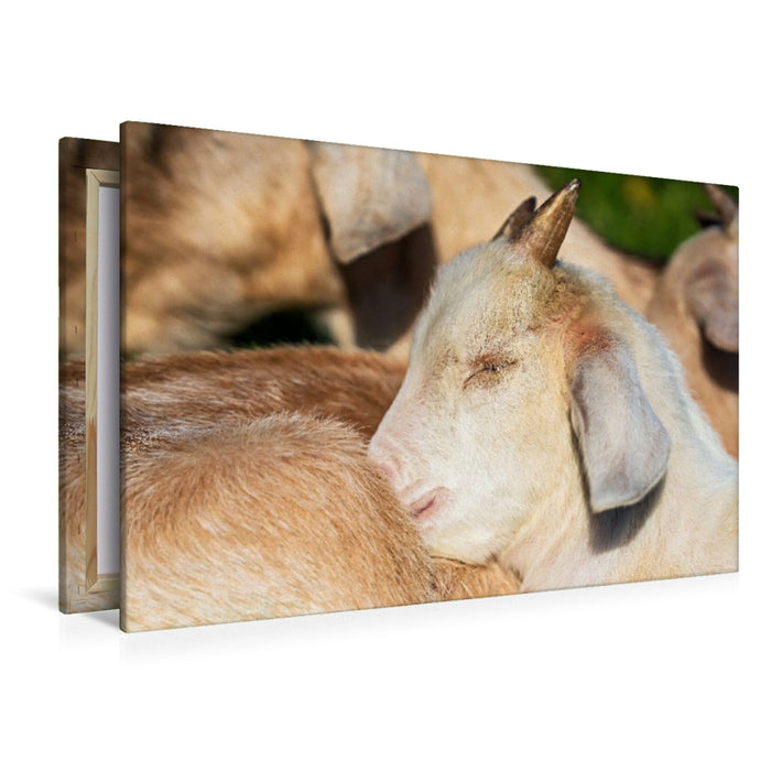 Premium Textil-Leinwand Fressen,Toben,Schlafen