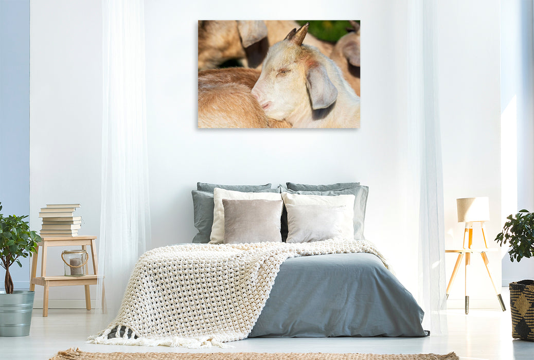 Premium Textil-Leinwand Fressen,Toben,Schlafen