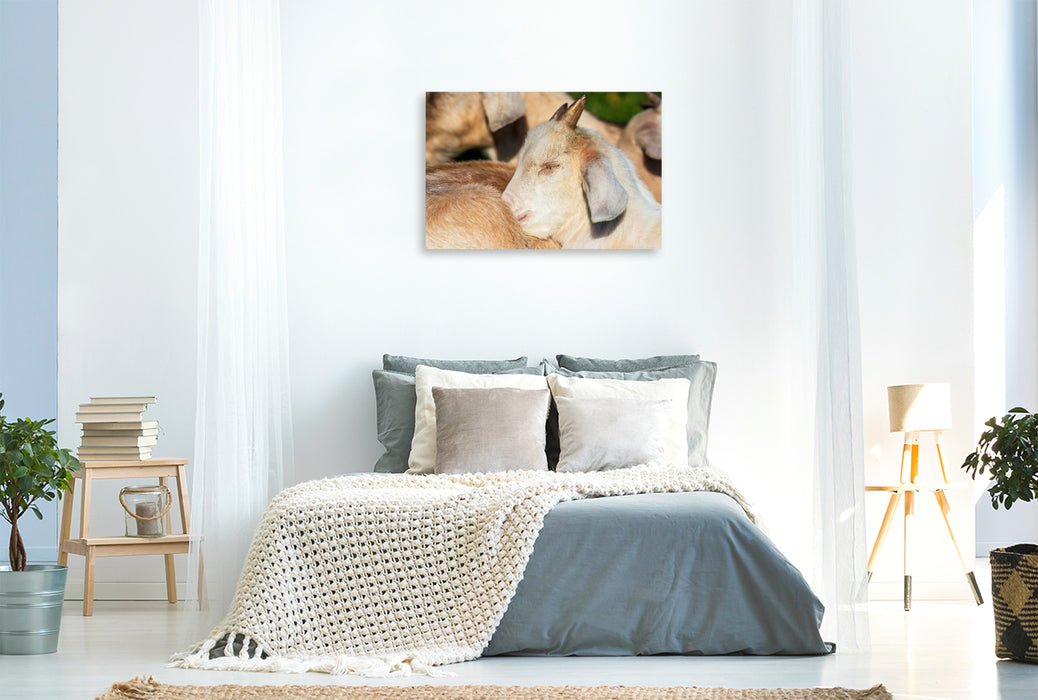 Premium Textil-Leinwand Fressen,Toben,Schlafen
