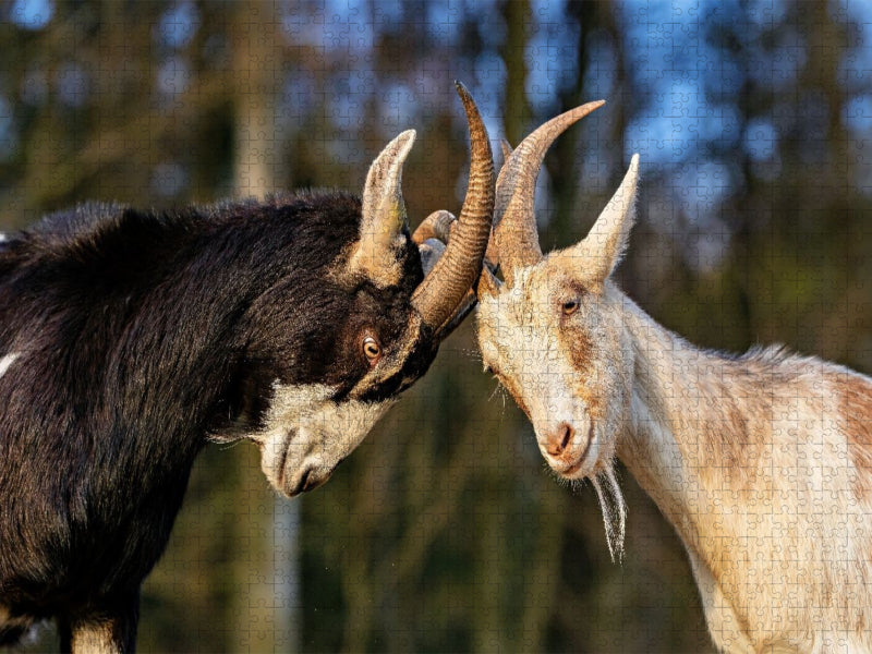Zwei, die sich mögen - CALVENDO Foto-Puzzle'
