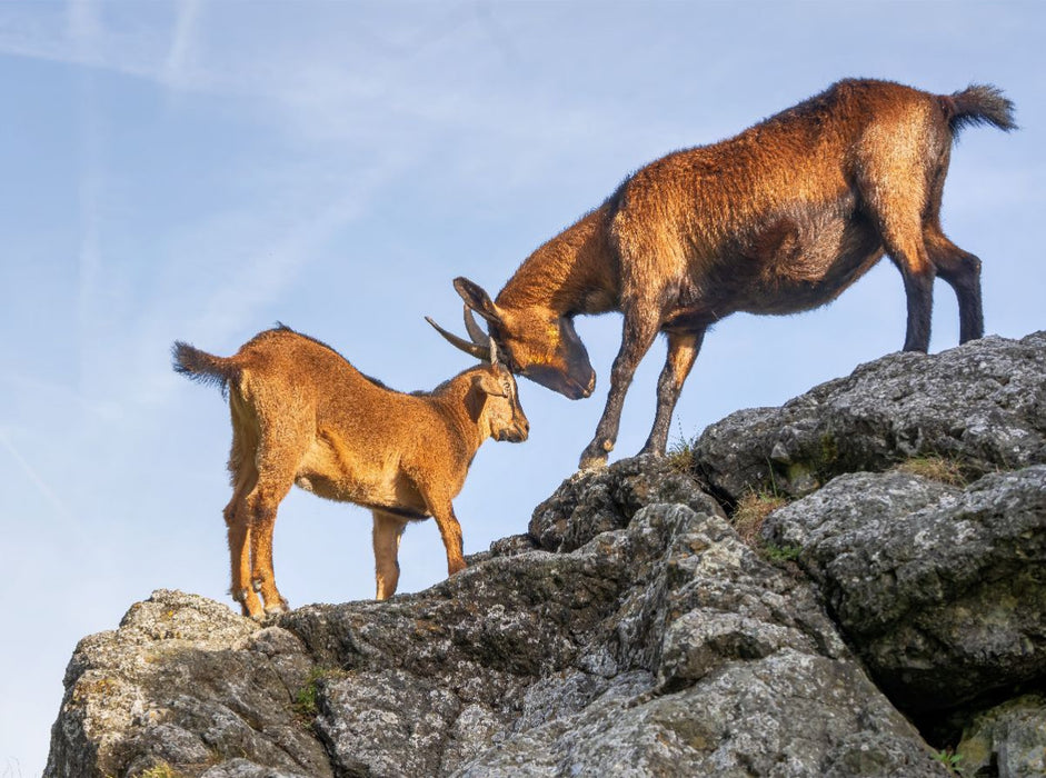 Kräftemessen an exponierter Stelle - CALVENDO Foto-Puzzle'